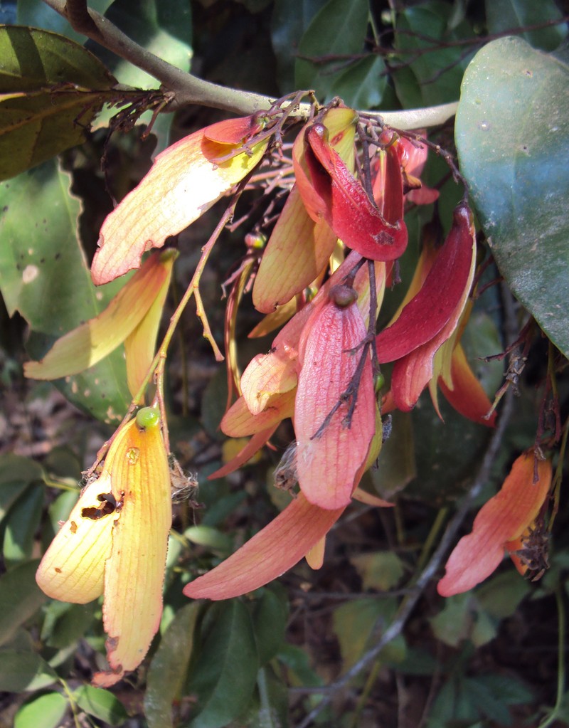 Hopea ponga photo 4