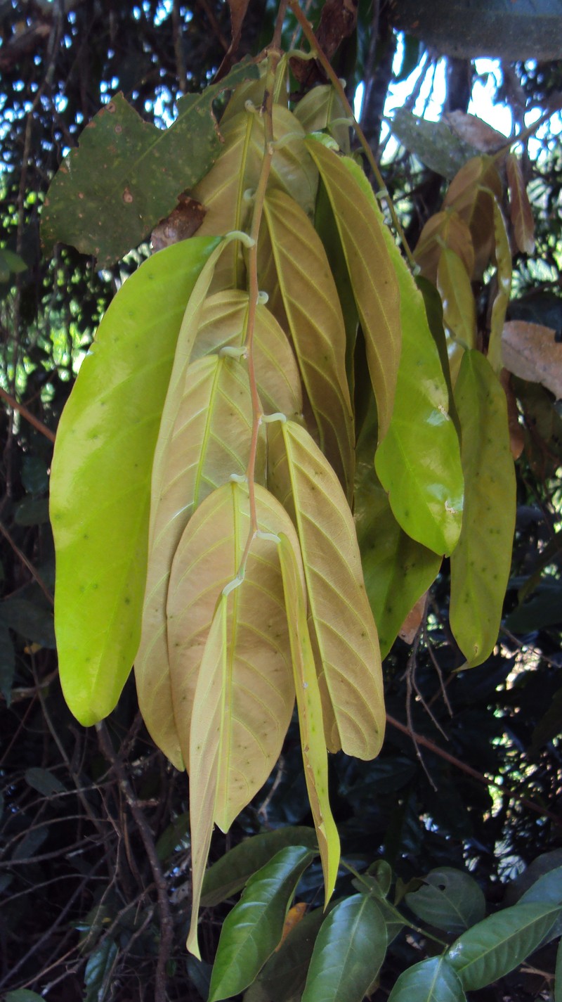 Hopea ponga photo 5