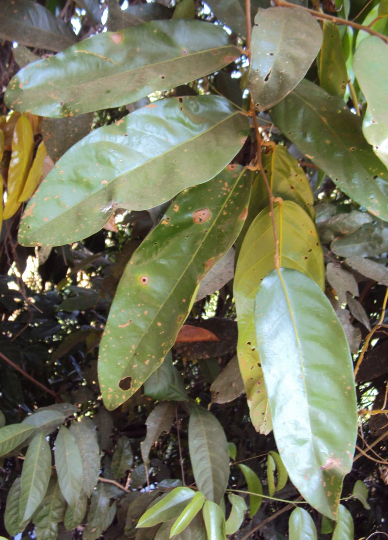 Hopea ponga photo 6