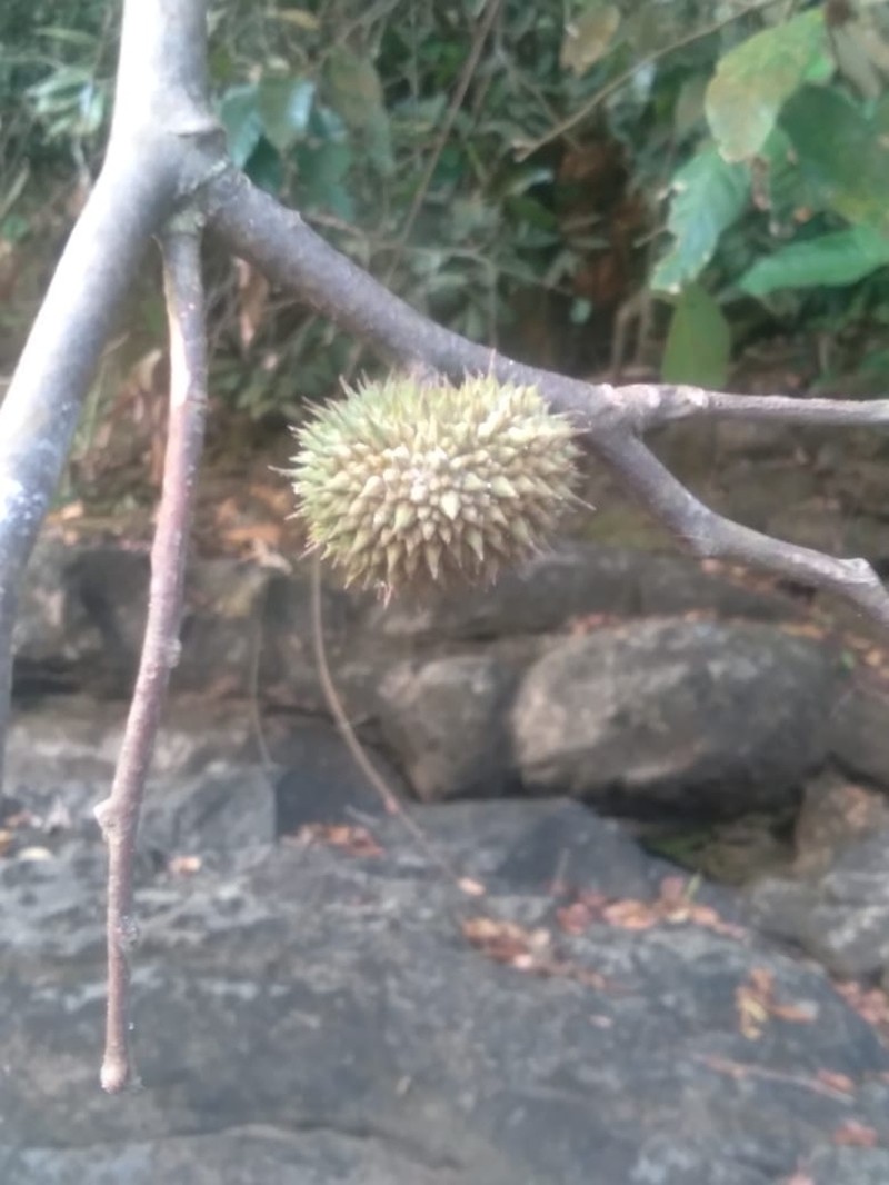 Hopea ponga photo 7