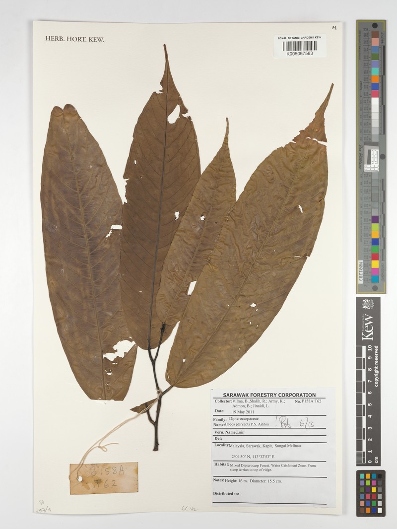 Hopea pterygota