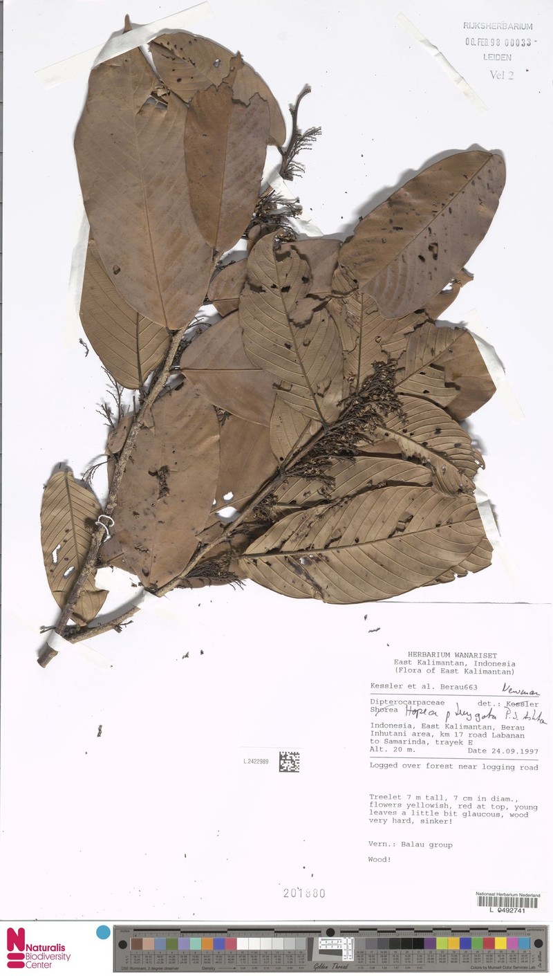 Hopea pterygota photo 2