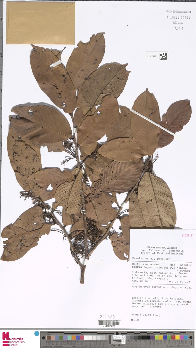 Hopea pterygota photo 3