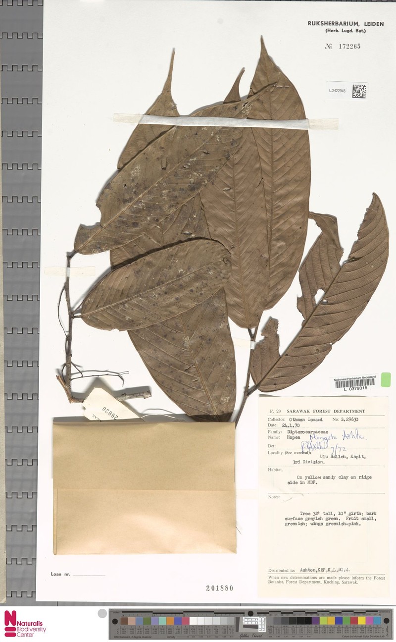 Hopea pterygota photo 4