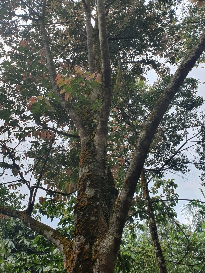 Hopea pubescens photo 2