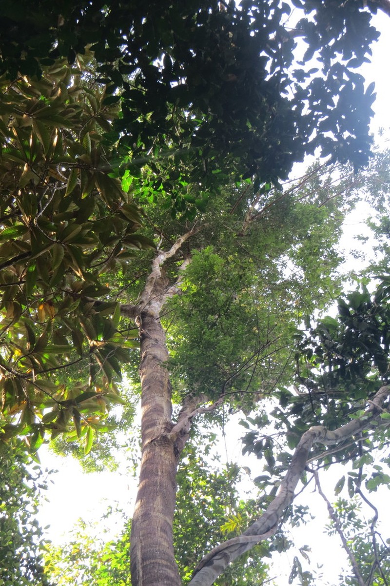 Hopea pubescens photo 3