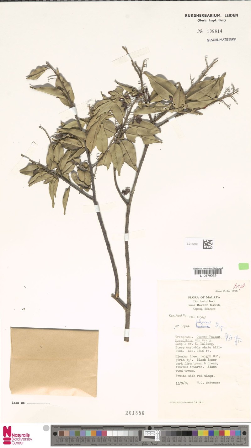 Hopea pubescens photo 4
