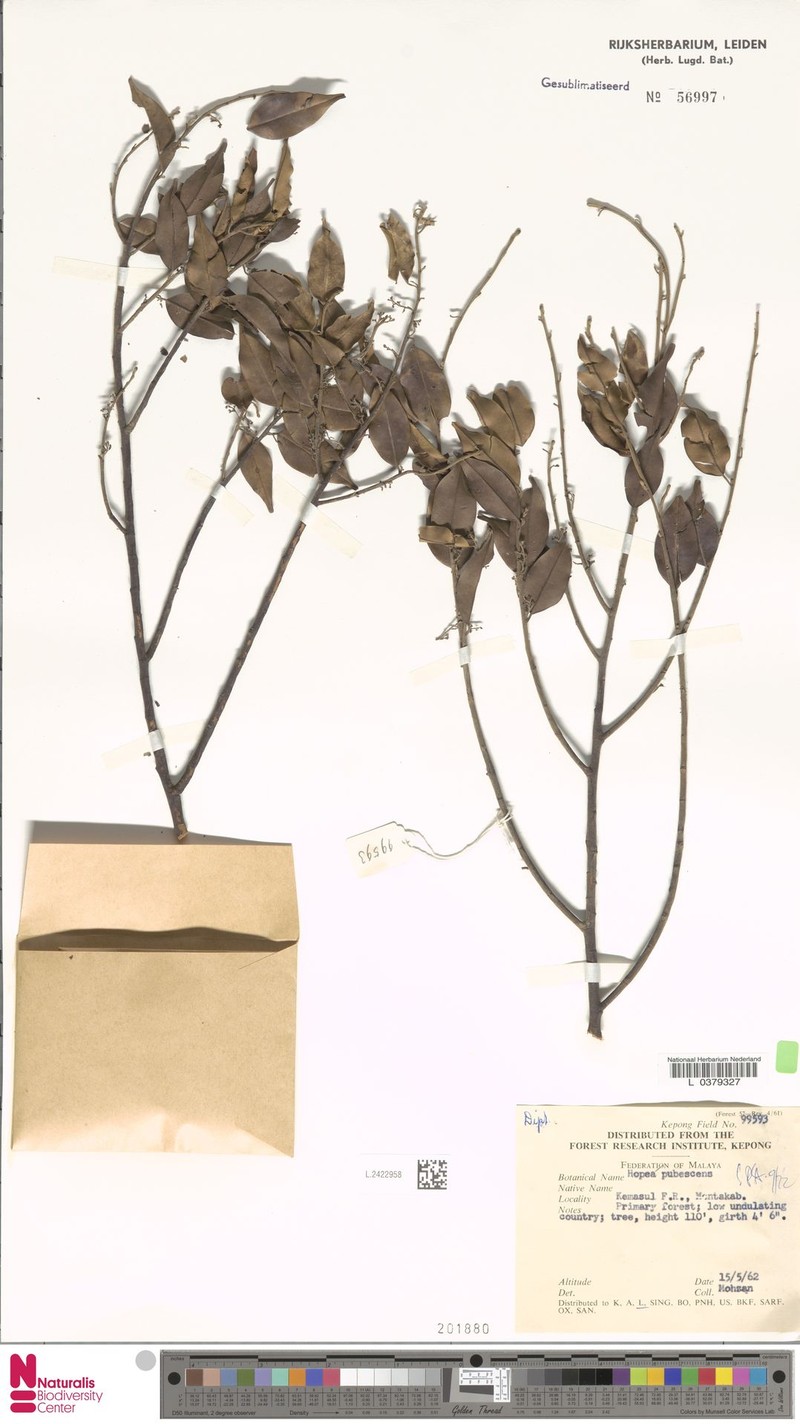 Hopea pubescens photo 5
