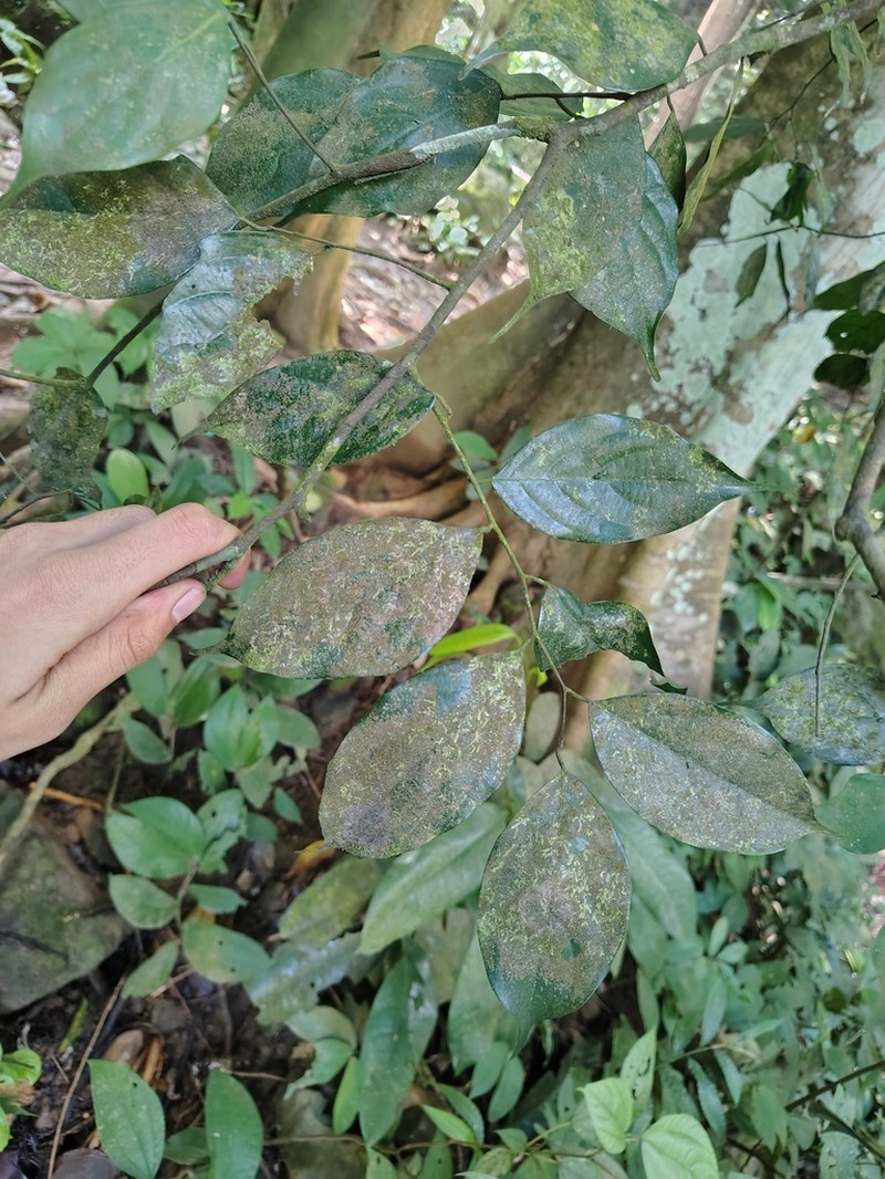 Hopea racophloea