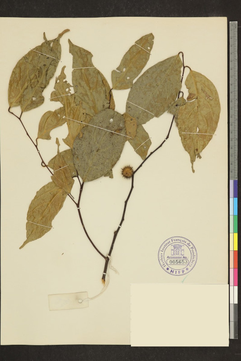 Hopea racophloea photo 2