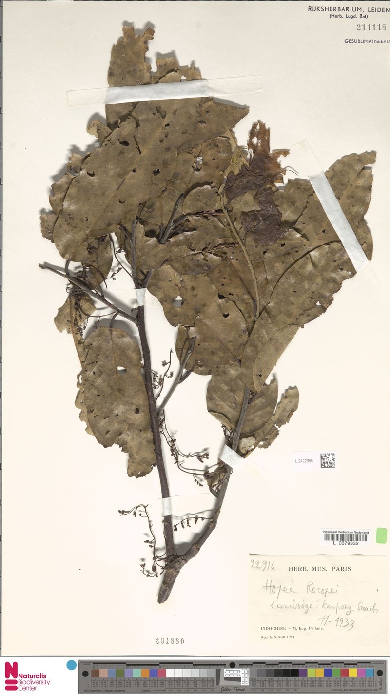 Hopea recopei photo 2