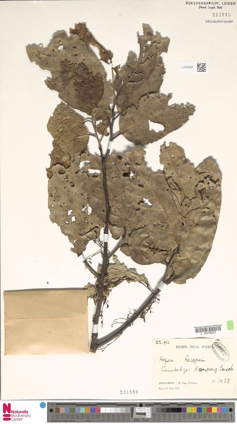 Hopea recopei photo 3