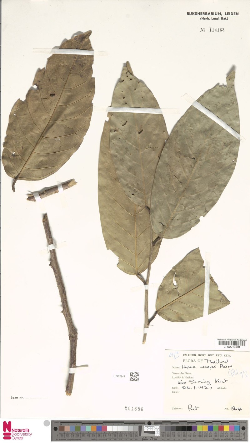 Hopea recopei photo 4