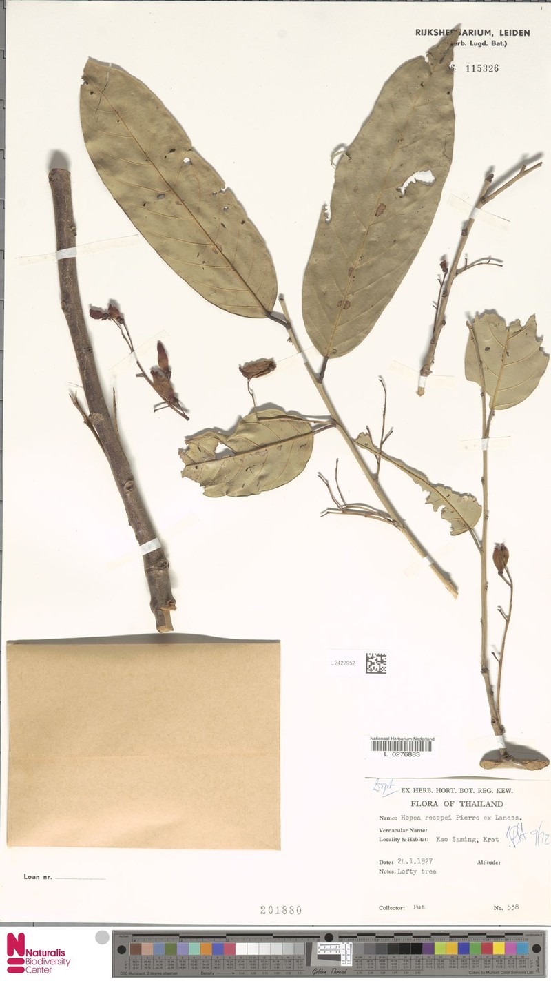 Hopea recopei photo 5