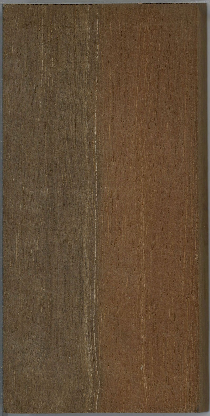 Hopea recopei