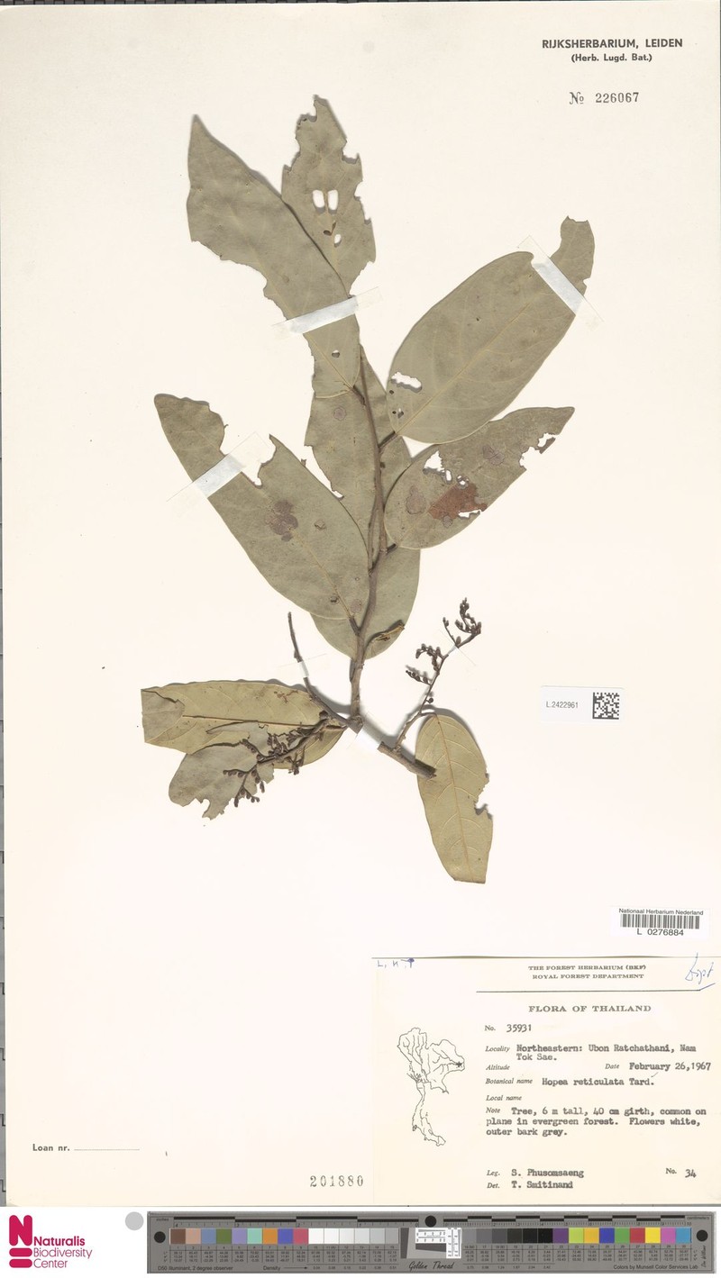 Hopea reticulata