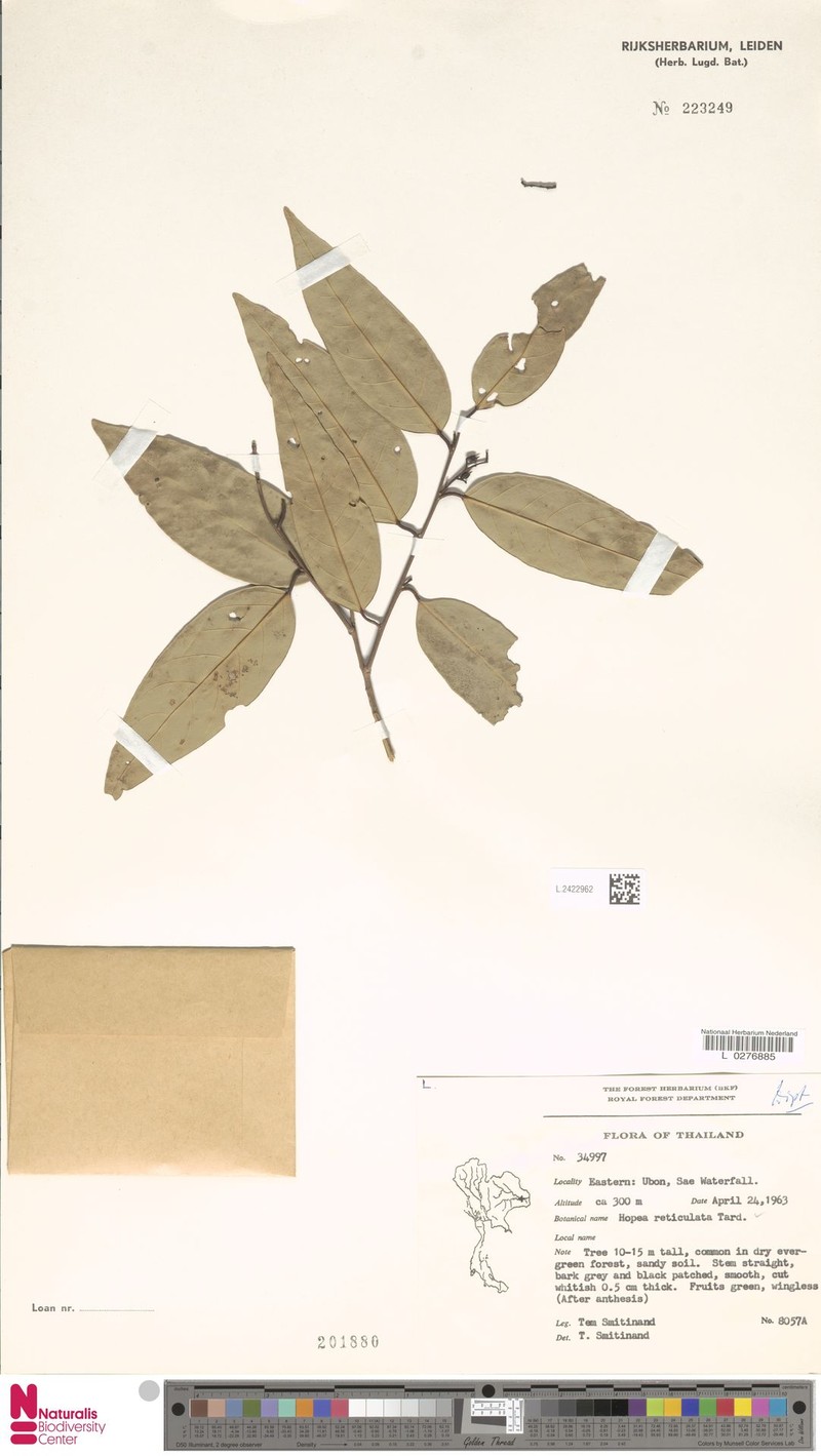 Hopea reticulata photo 2