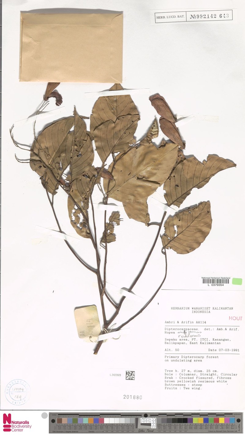 Hopea rudiformis