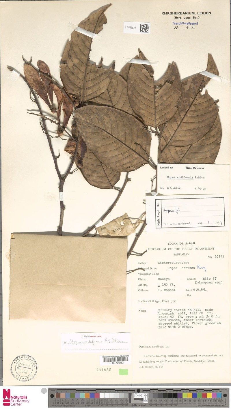 Hopea rudiformis photo 2