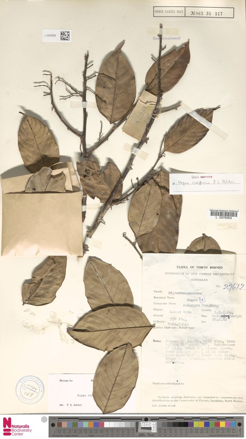 Hopea rudiformis photo 3
