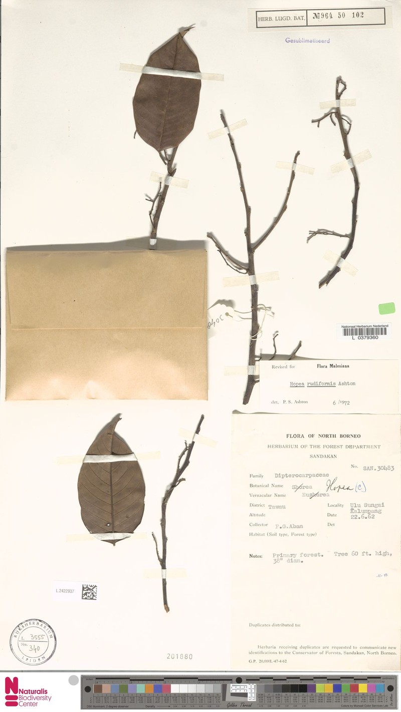 Hopea rudiformis photo 4