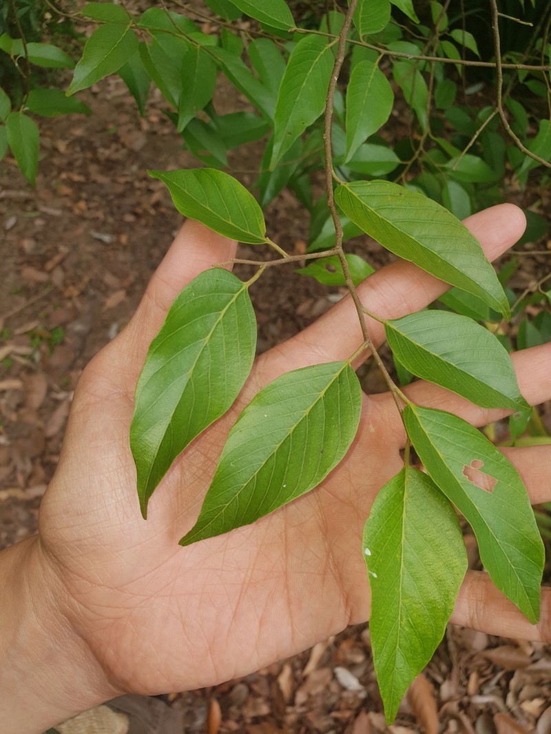 Hopea sangal photo 3