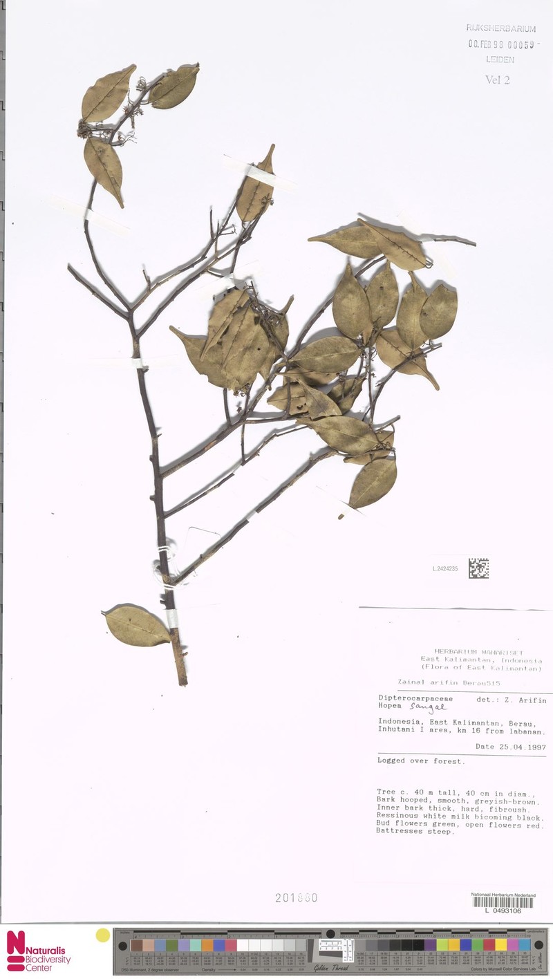 Hopea sangal photo 5