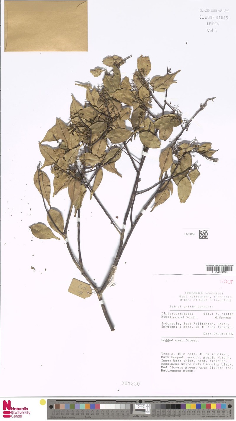 Hopea sangal photo 6