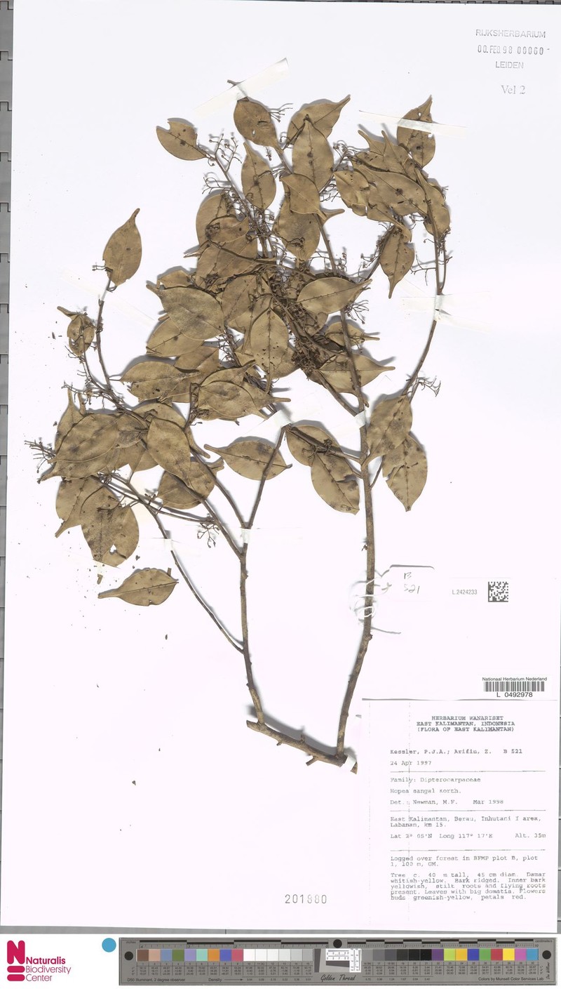 Hopea sangal photo 7