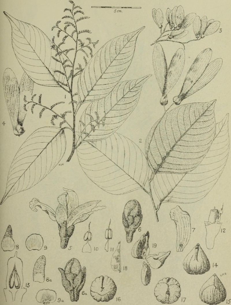 Hopea sangal