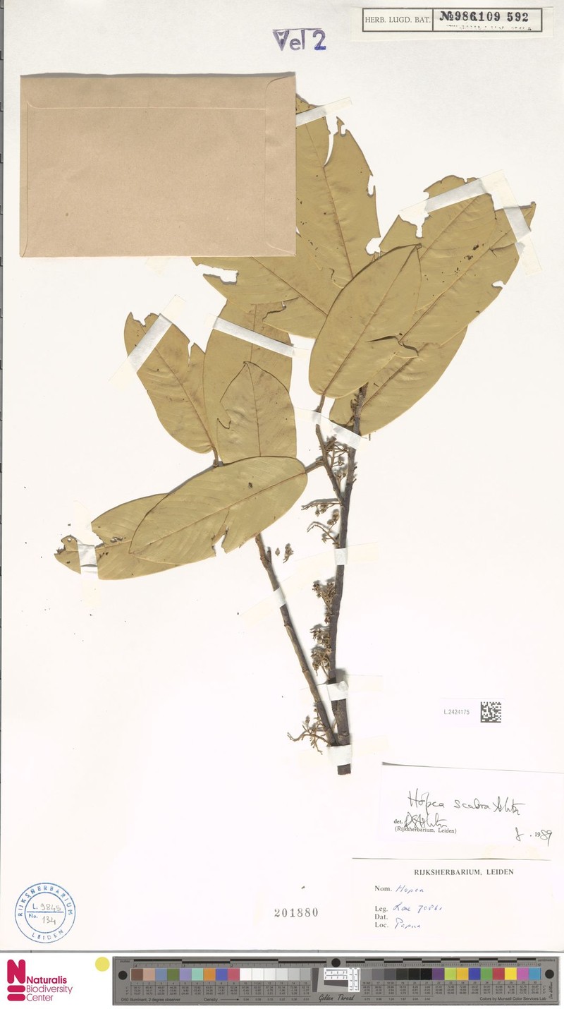 Hopea scabra