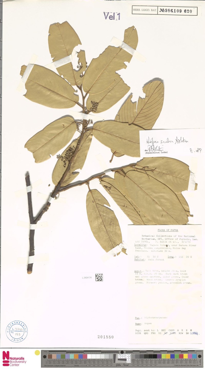 Hopea scabra photo 2