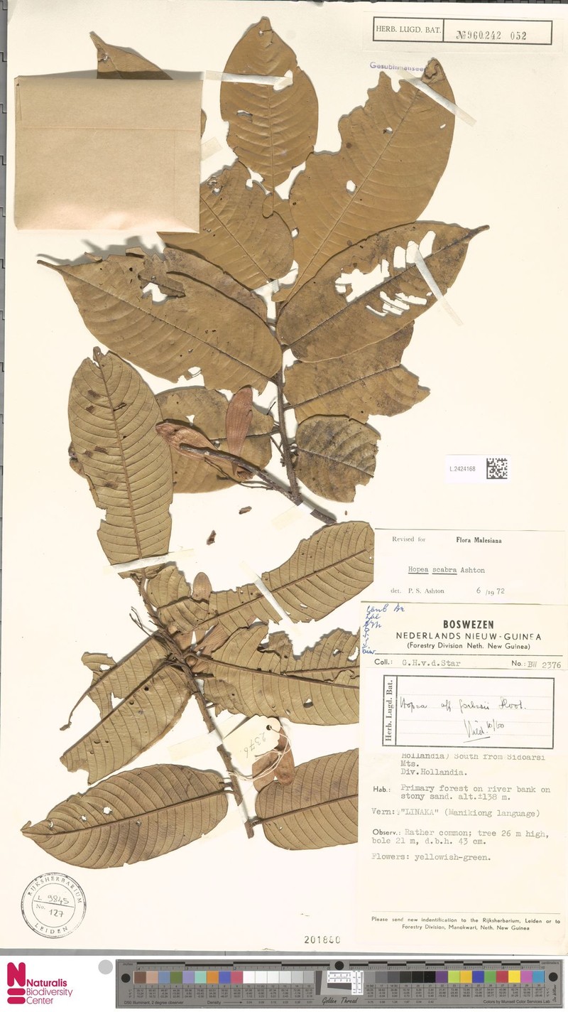 Hopea scabra photo 3