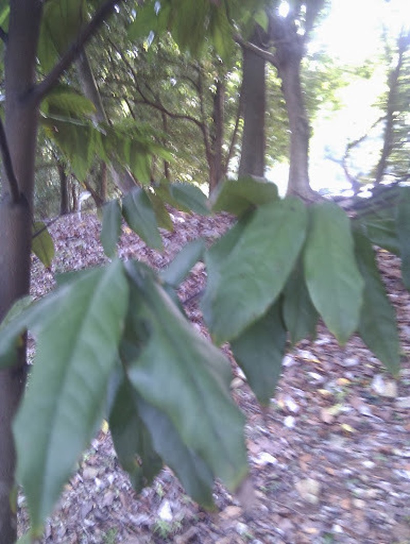 Hopea semicuneata photo 2