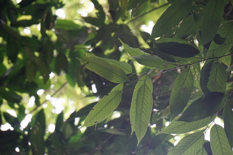 Hopea semicuneata photo 3
