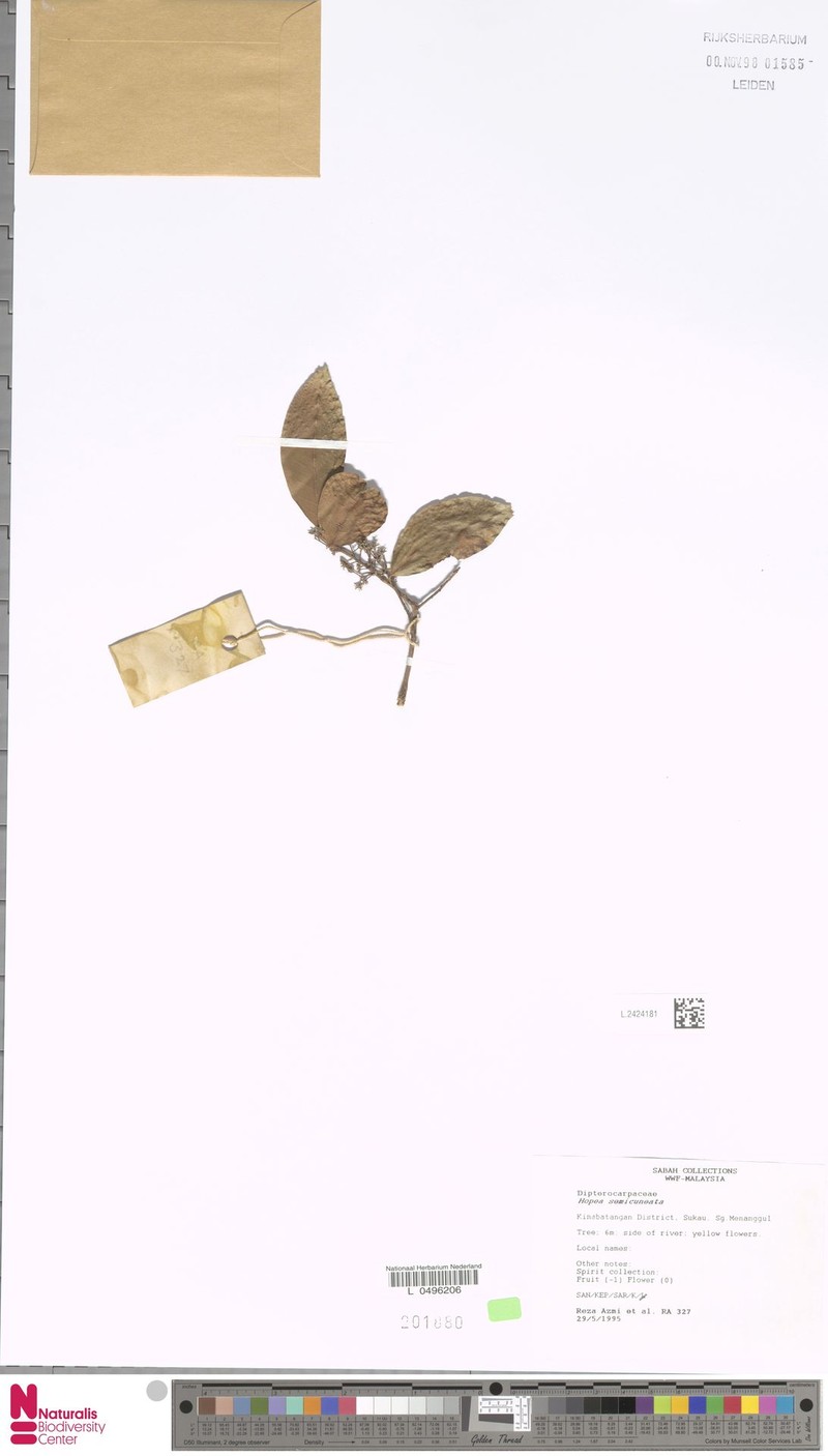 Hopea semicuneata photo 6