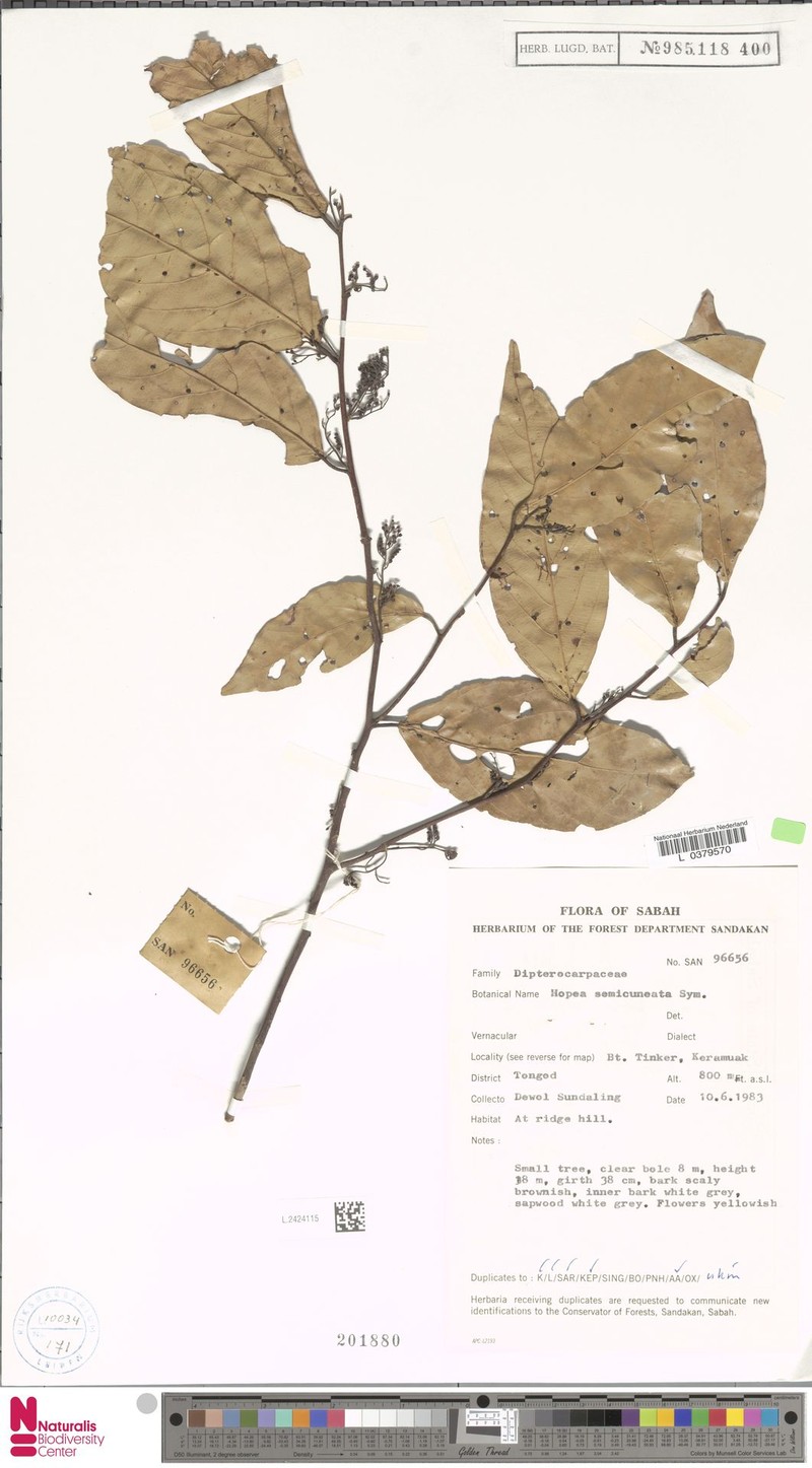 Hopea semicuneata photo 7