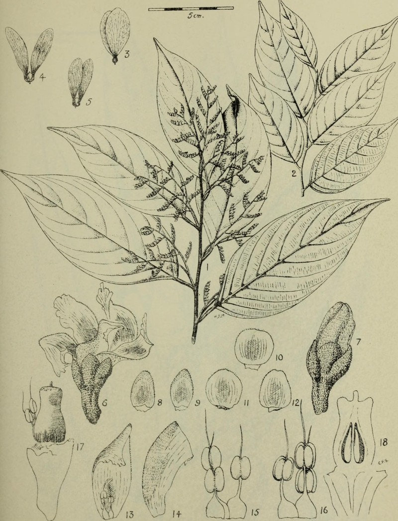 Hopea semicuneata