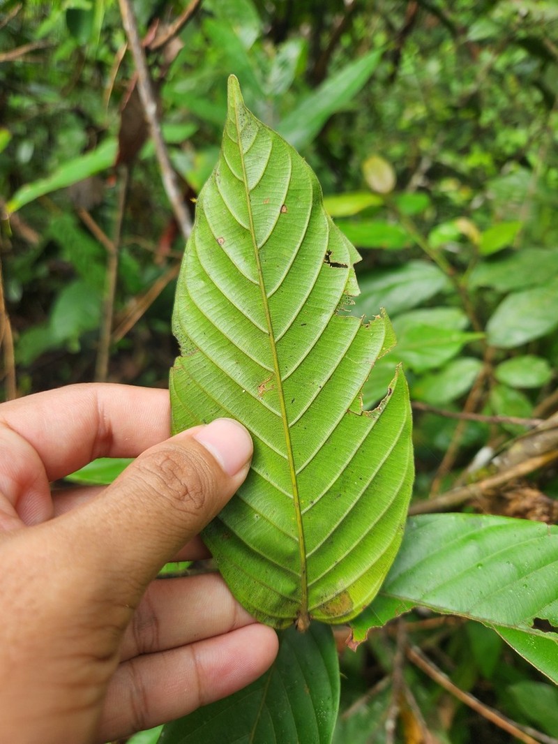 Hopea similis