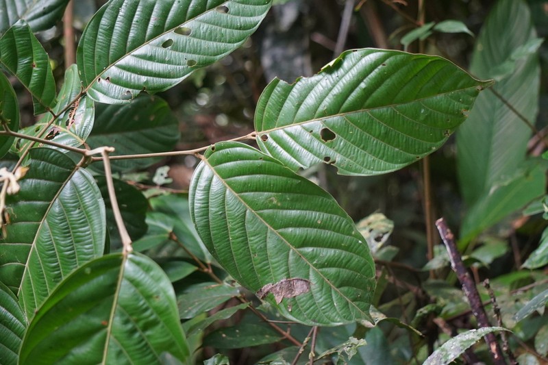 Hopea similis photo 2