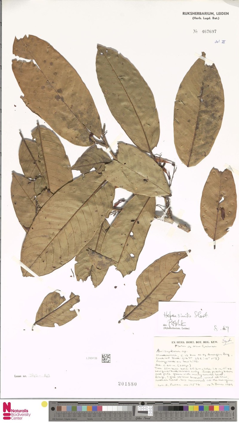 Hopea similis photo 4