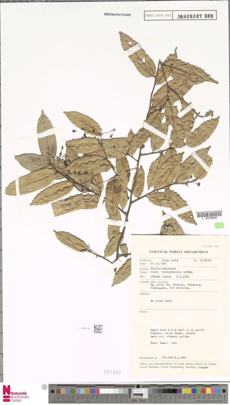 Hopea sphaerocarpa