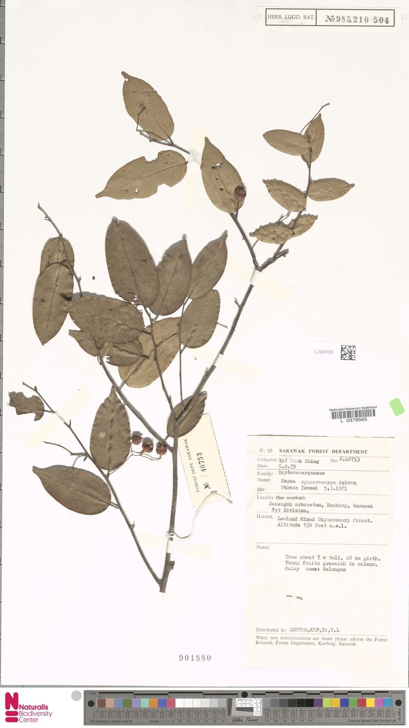 Hopea sphaerocarpa photo 2