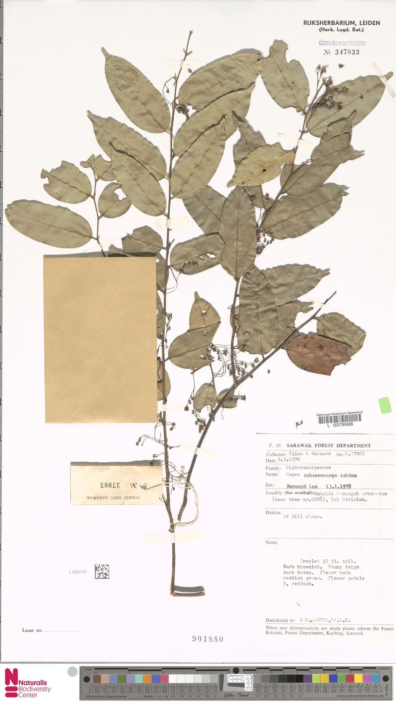 Hopea sphaerocarpa photo 3