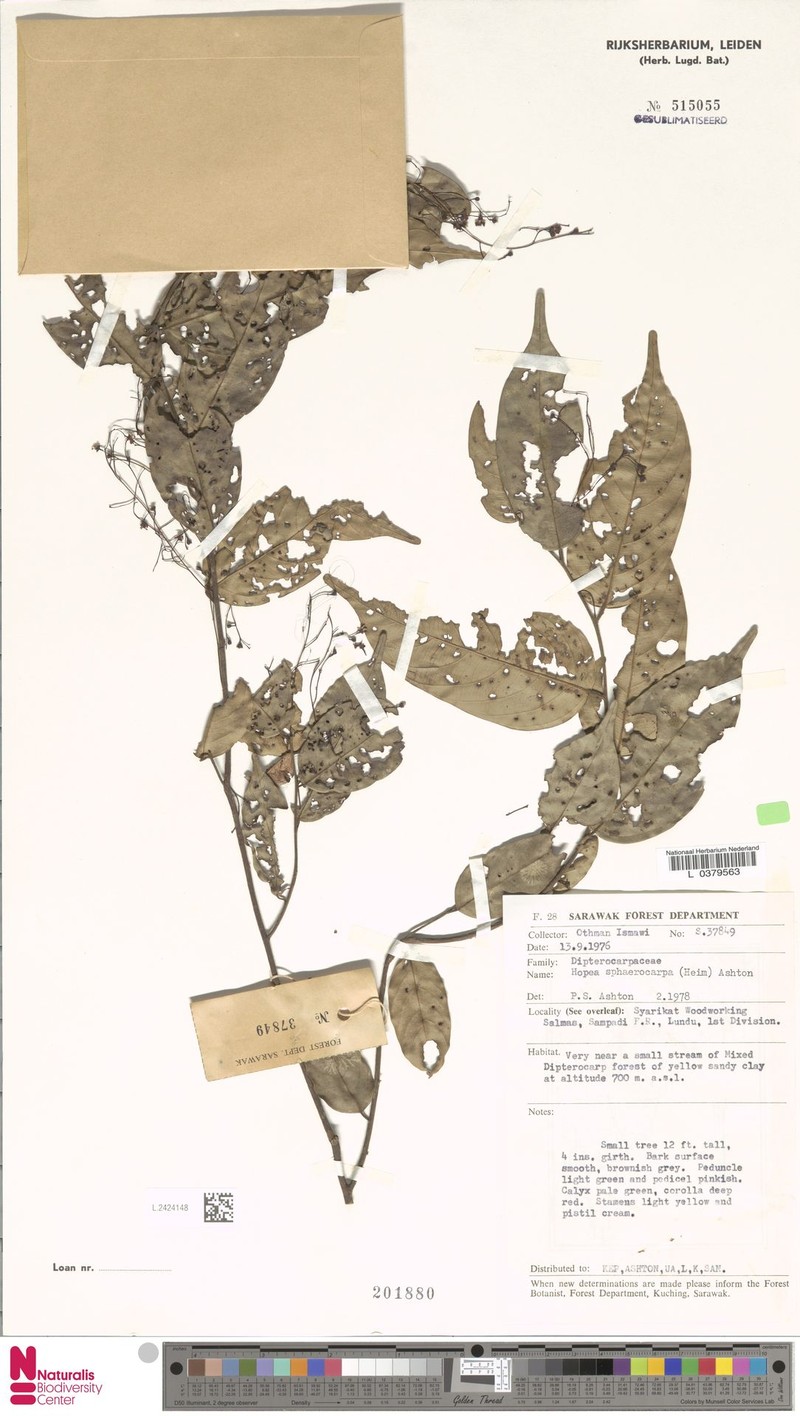 Hopea sphaerocarpa photo 4