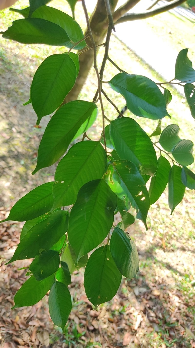 Hopea subalata photo 3