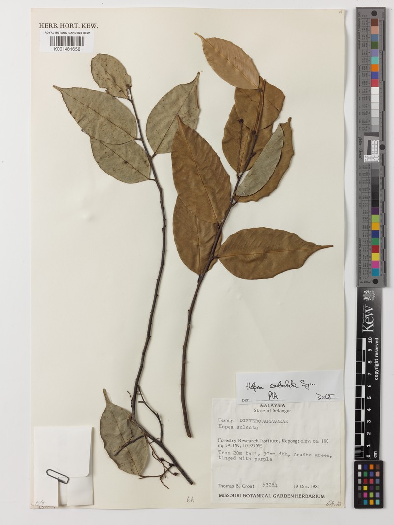 Hopea subalata photo 5