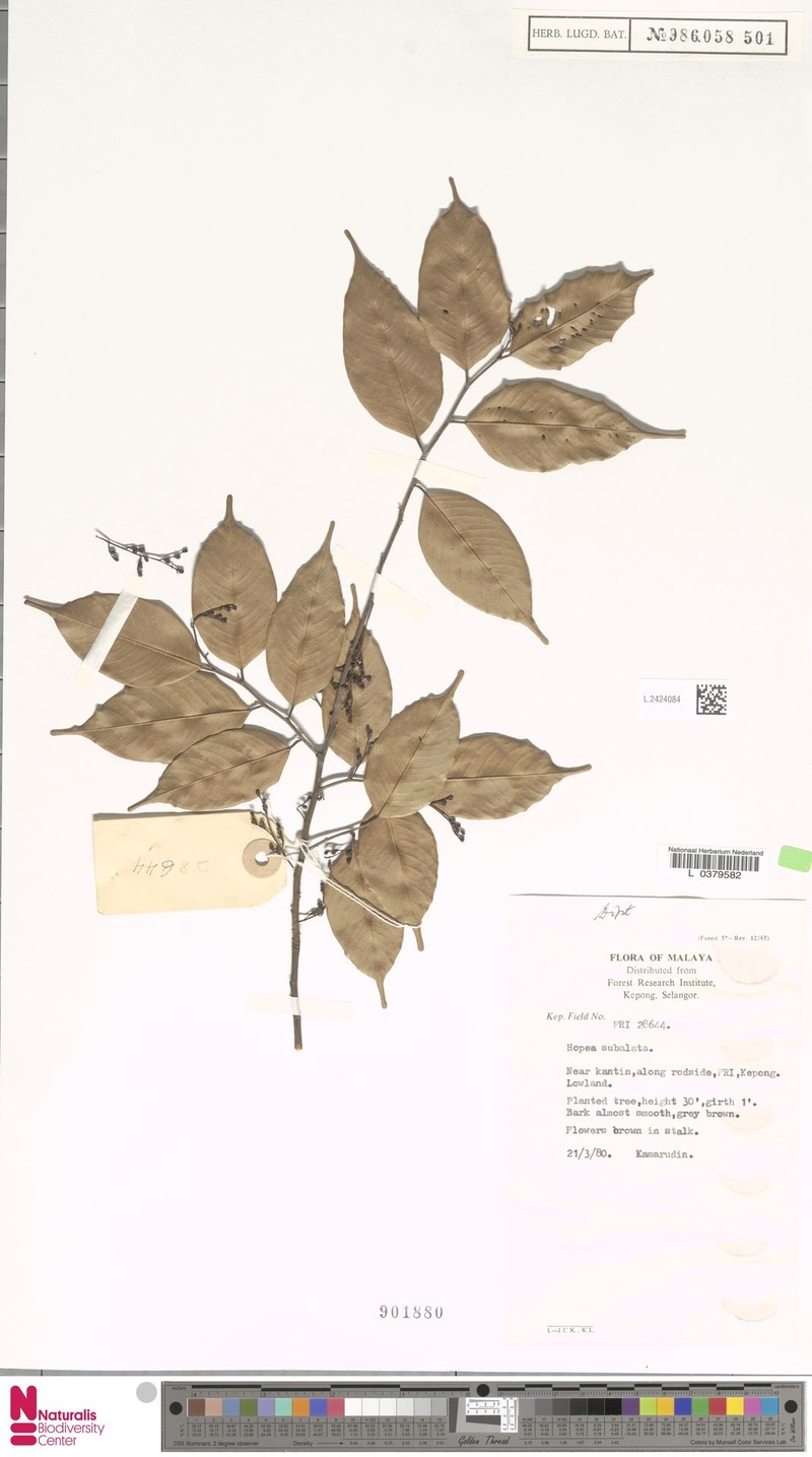 Hopea subalata photo 6