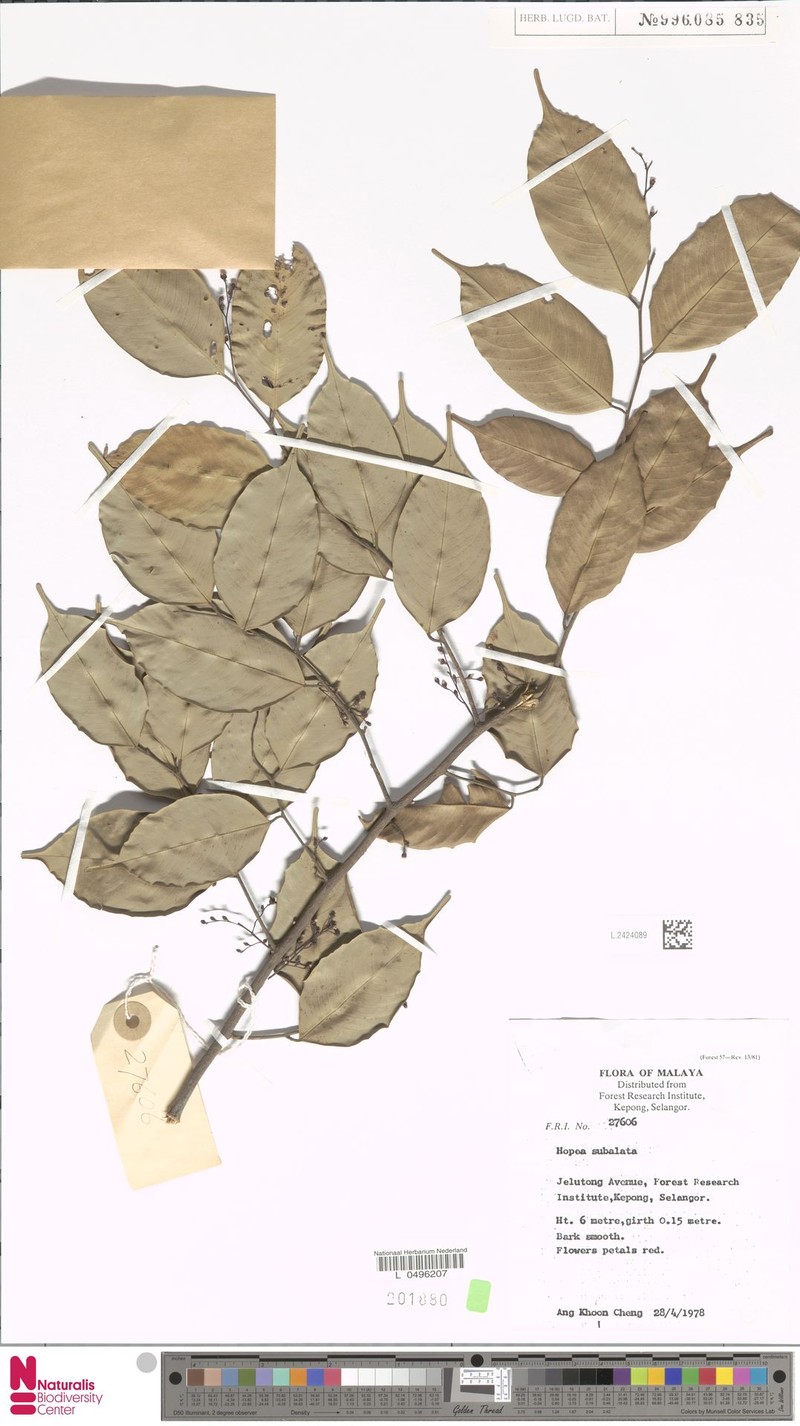 Hopea subalata photo 7
