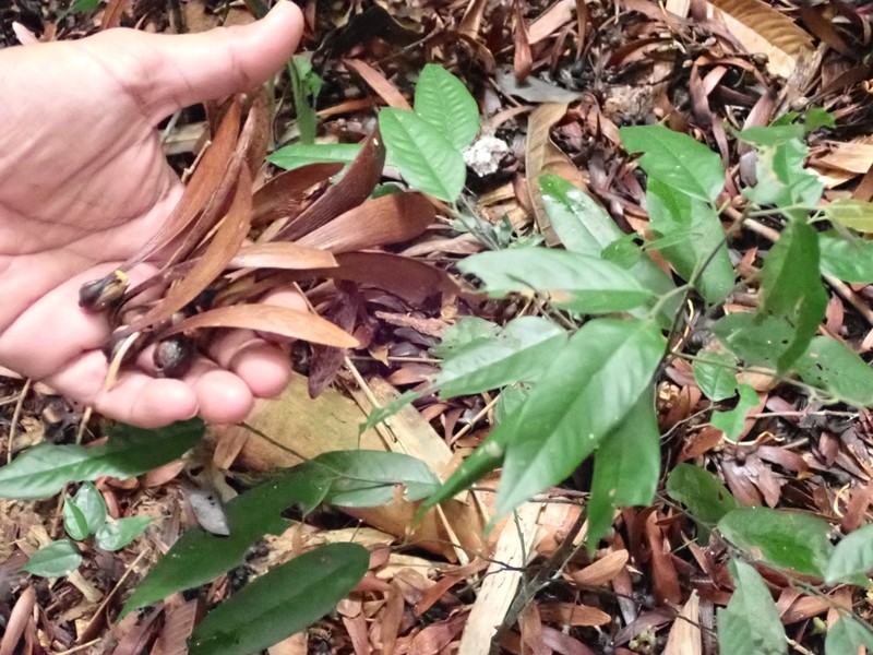 Hopea sublanceolata